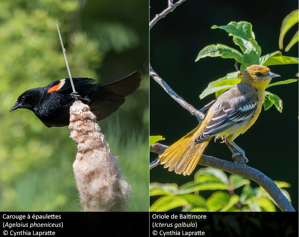 Carouge à épaulettes et Oriole de Baltimore