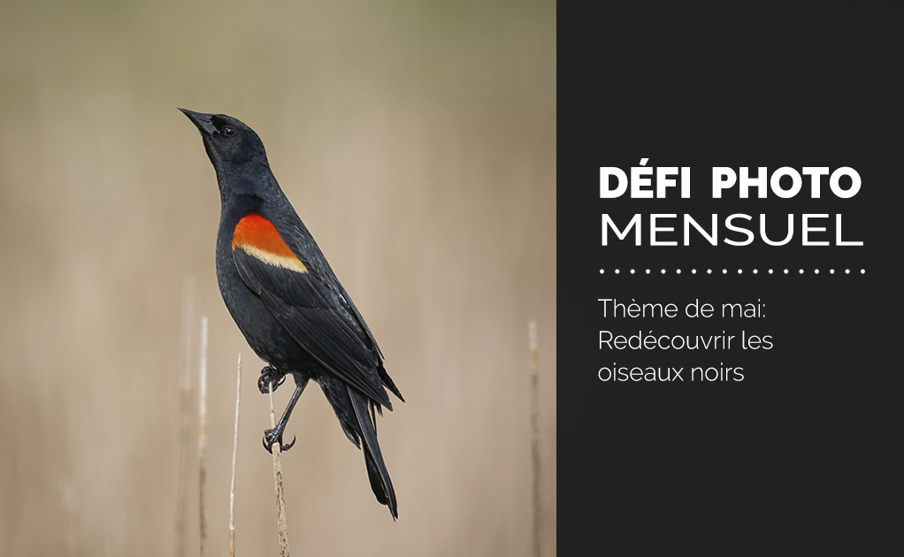 Défi photo Mai 2025 - Redécouvrir les oiseaux noirs