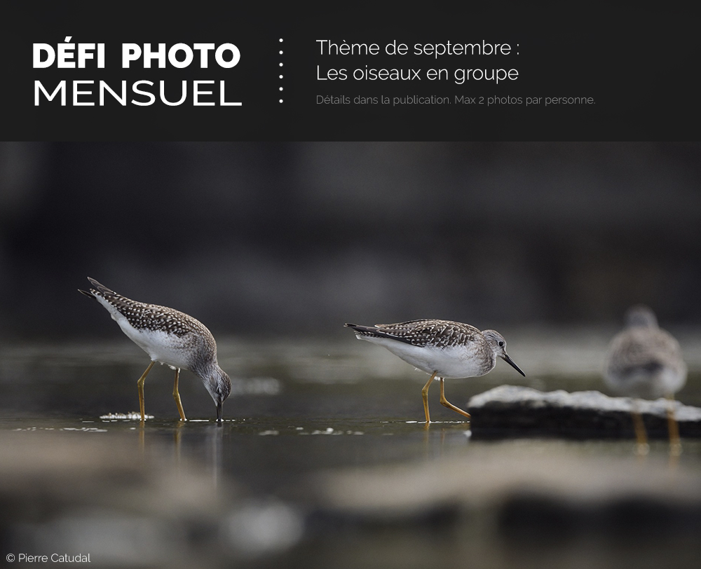 Défi photo Septembre 2025 - Les oiseaux en groupe