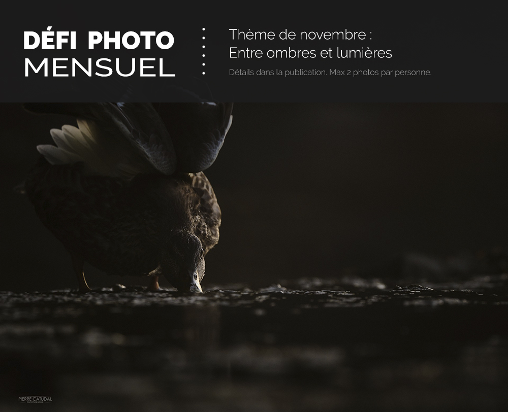 Défi photo novembre 2025 - Entre ombres et lumières