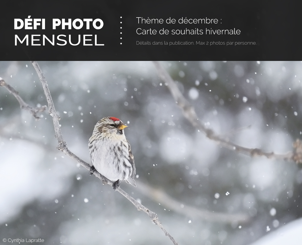 Défi photo Décembre 2025 - Carte de souhaits hivernale