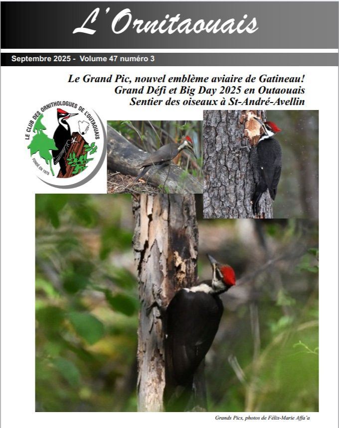 Articles - Vignette