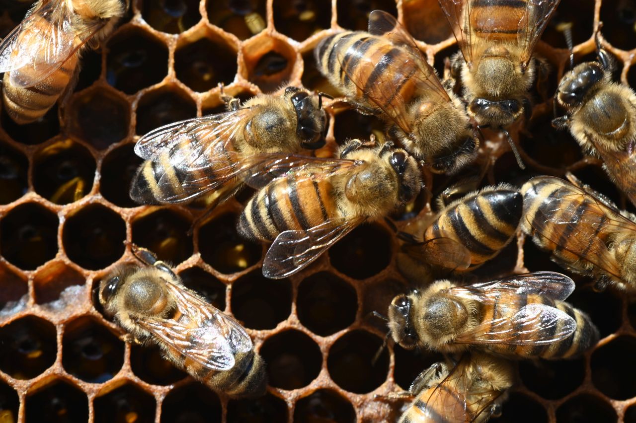 Operation BeeStrong orientation