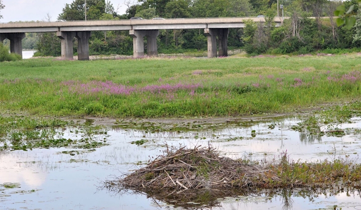 WEBINAIRE – Nouveau règlement : compensation pour l’atteinte aux milieux humides et hydriques