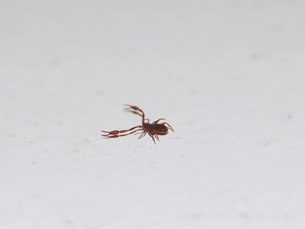 Pince à insectes attrape araignée 64 cm