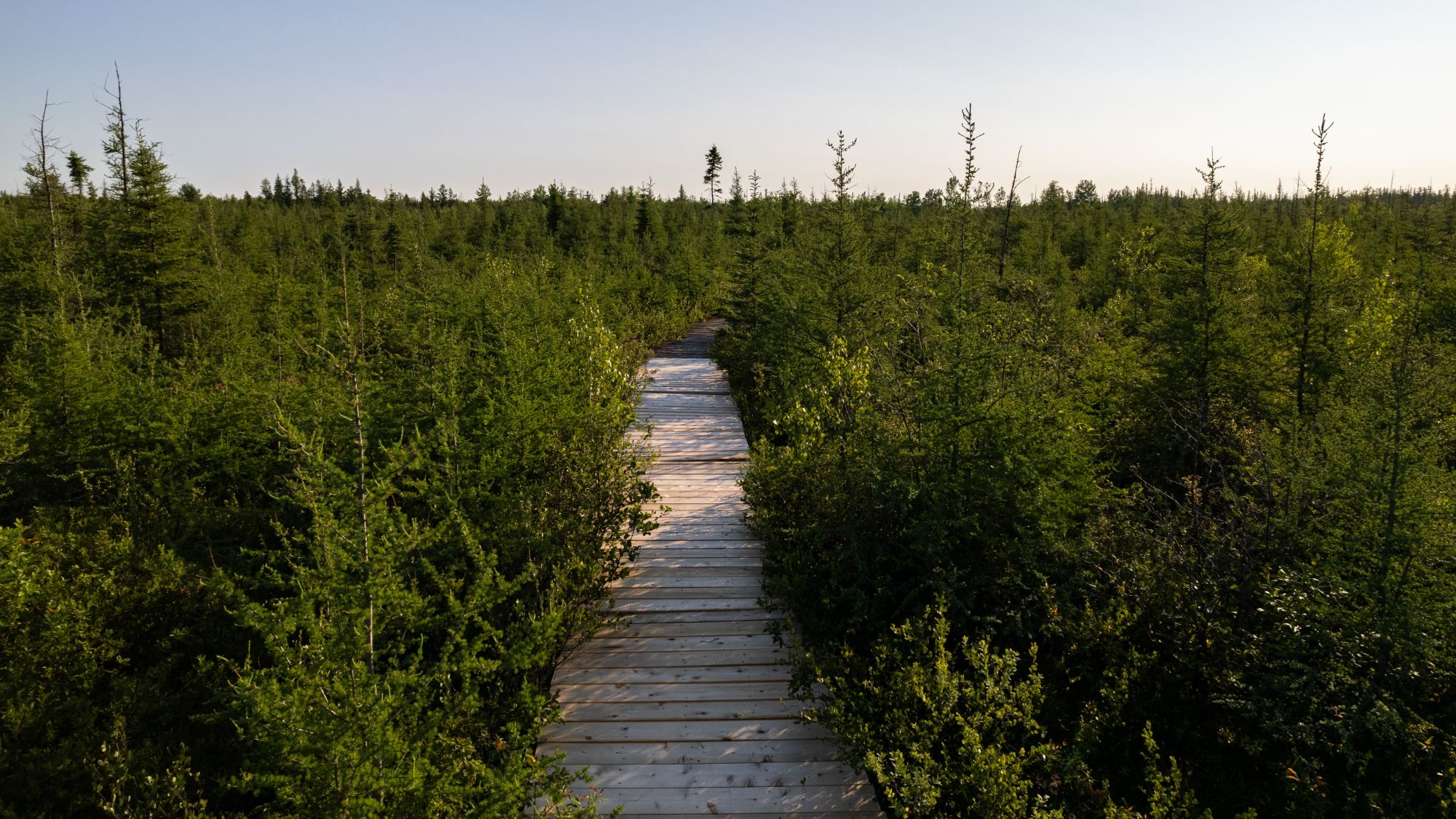 Visite guidée de la réserve écologique des Tourbières-de-Lanoraie