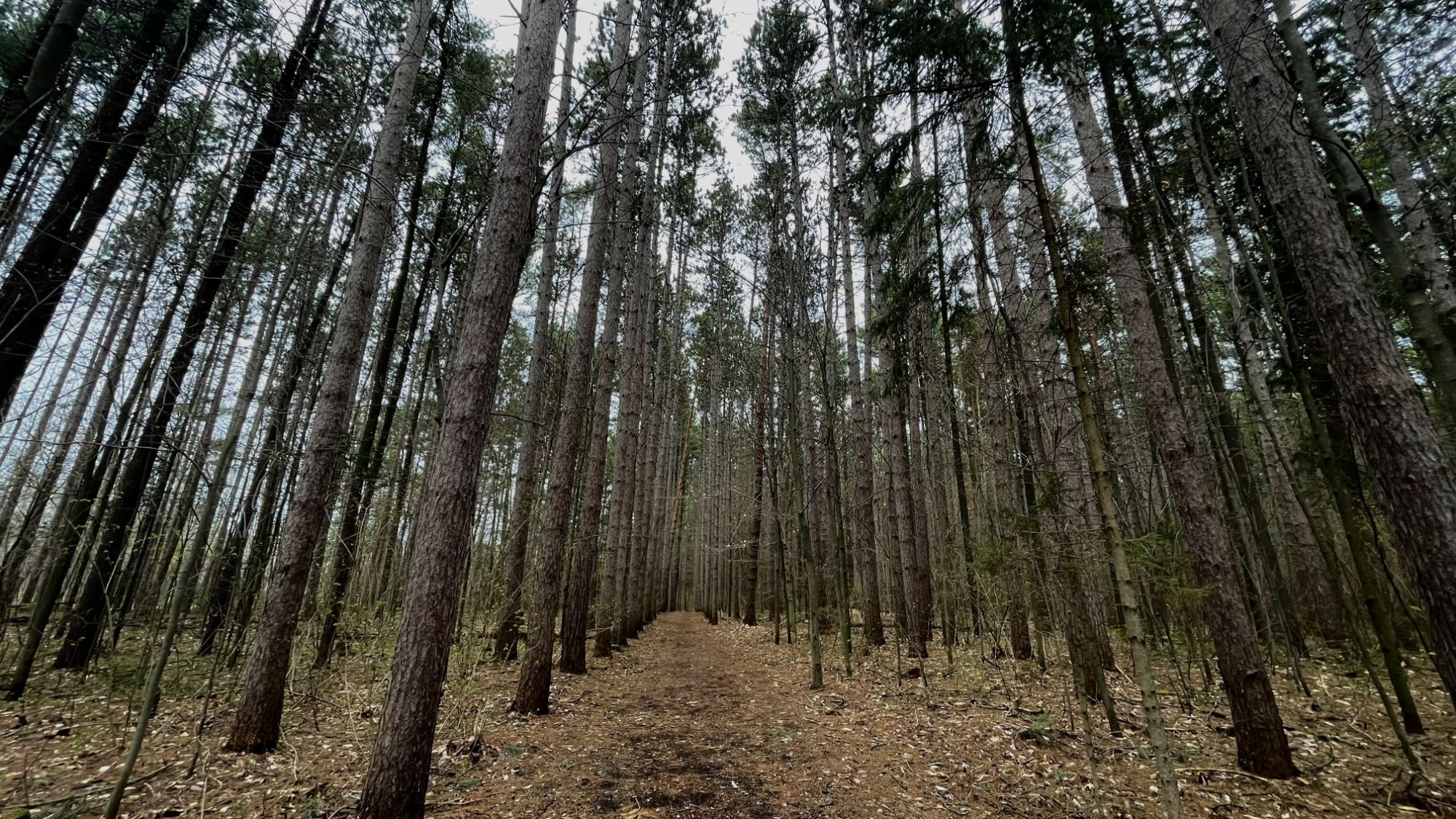 Randonnée guidée dans la plantation du Rang Sainte-Philomène