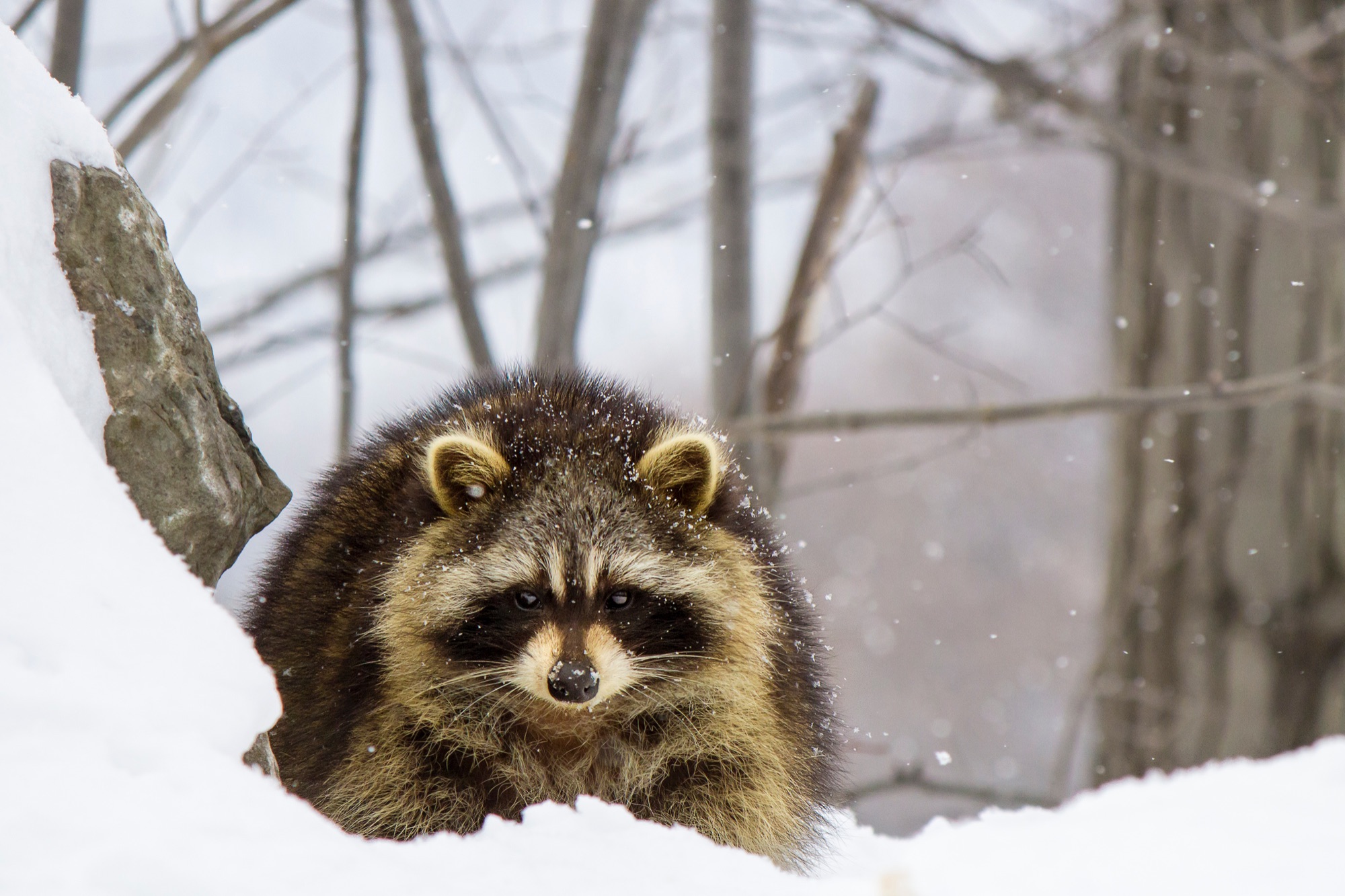 Discovery Walk for Francization Groups: The Forest in Winter