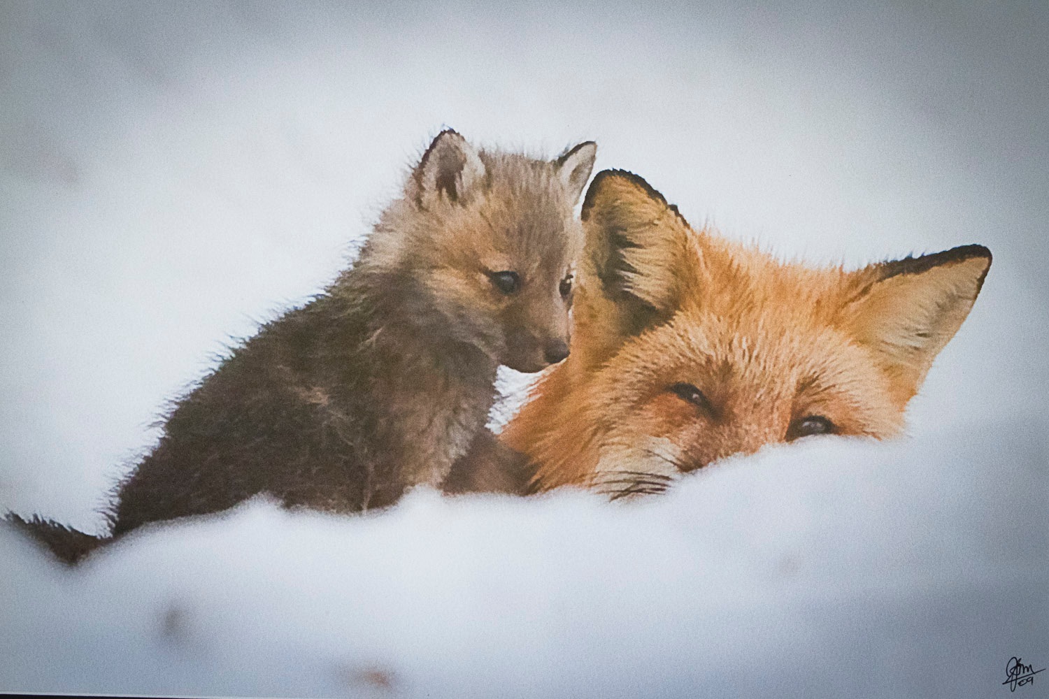 Family Snowshoe Tour: The Scoop on Poop