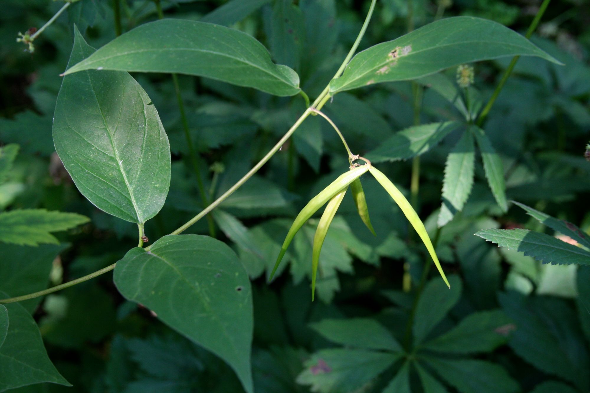 Invasive species control: Dog-strangling vine