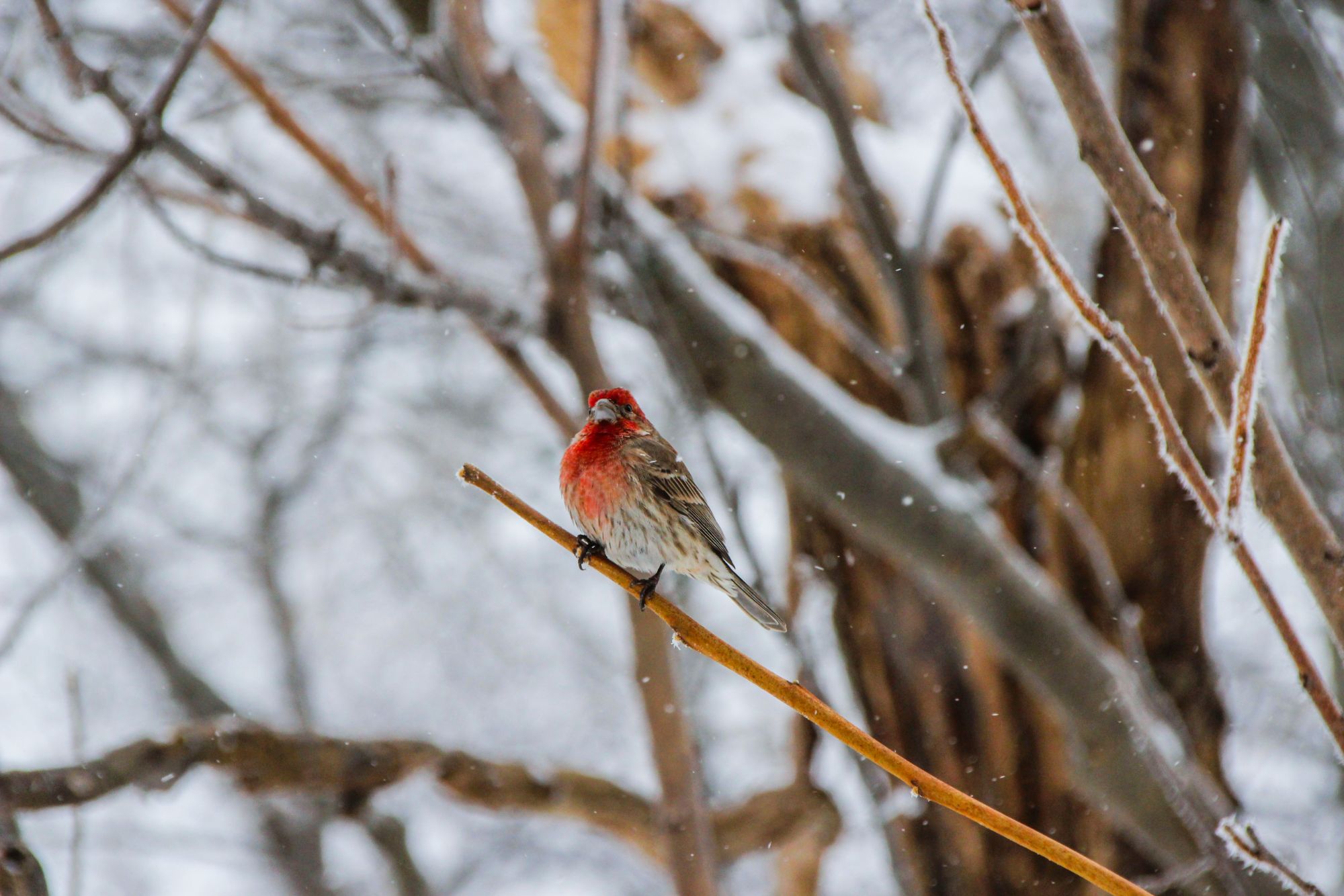 Grand dénombrement des oiseaux de février