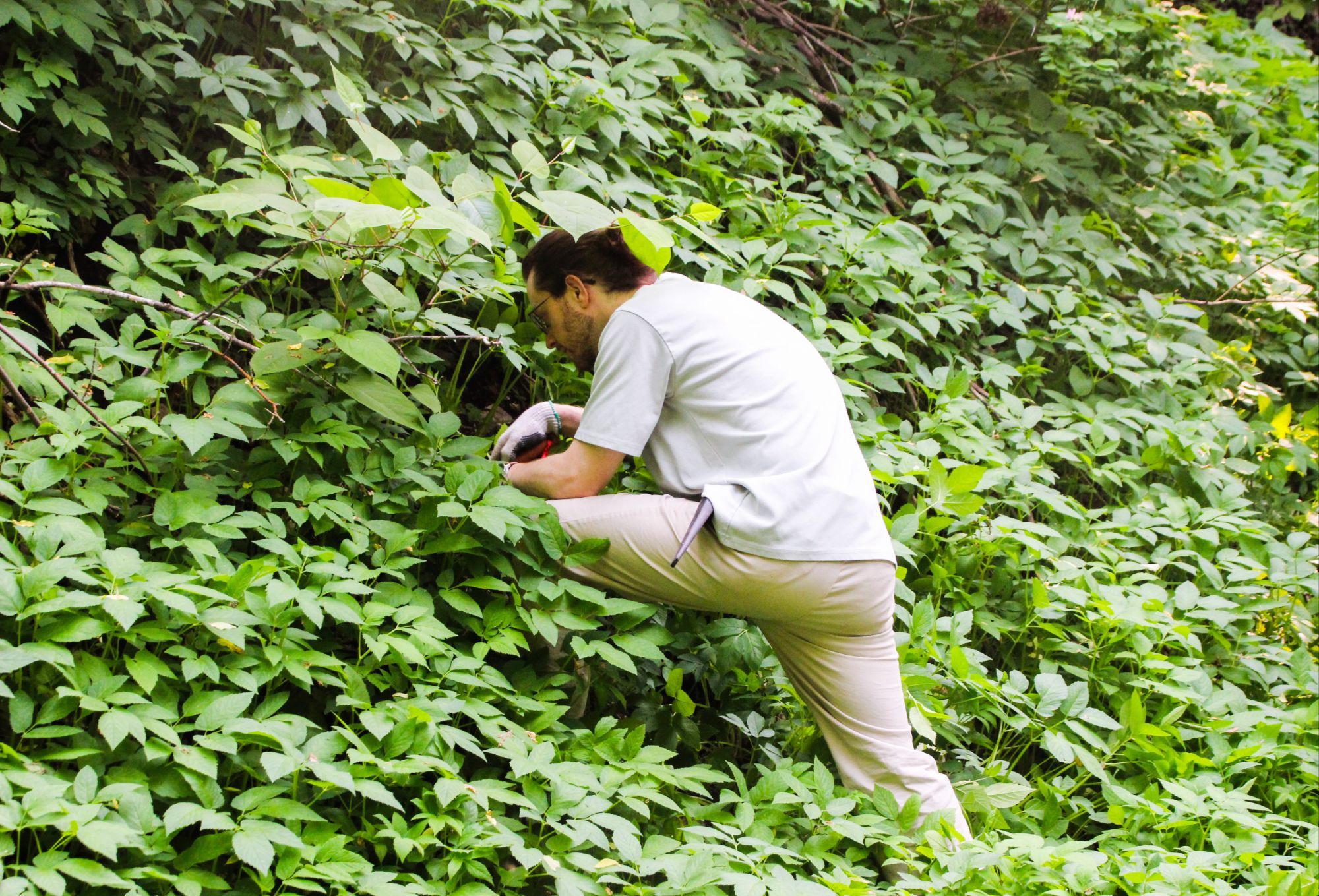 Invasive species control: Japanese knotweed