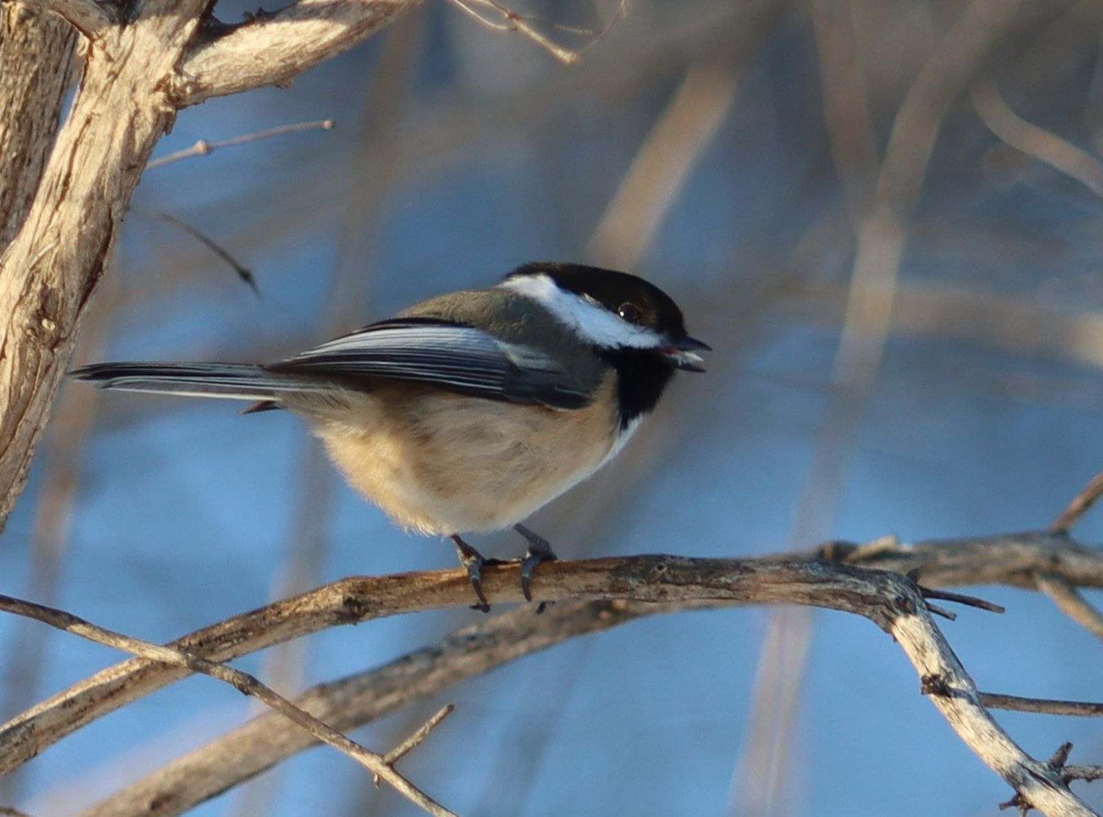 Projet FeederWatch - Vendredi 18 novembre, 10 h 00 à 11 h 30, Formation FeederWatch