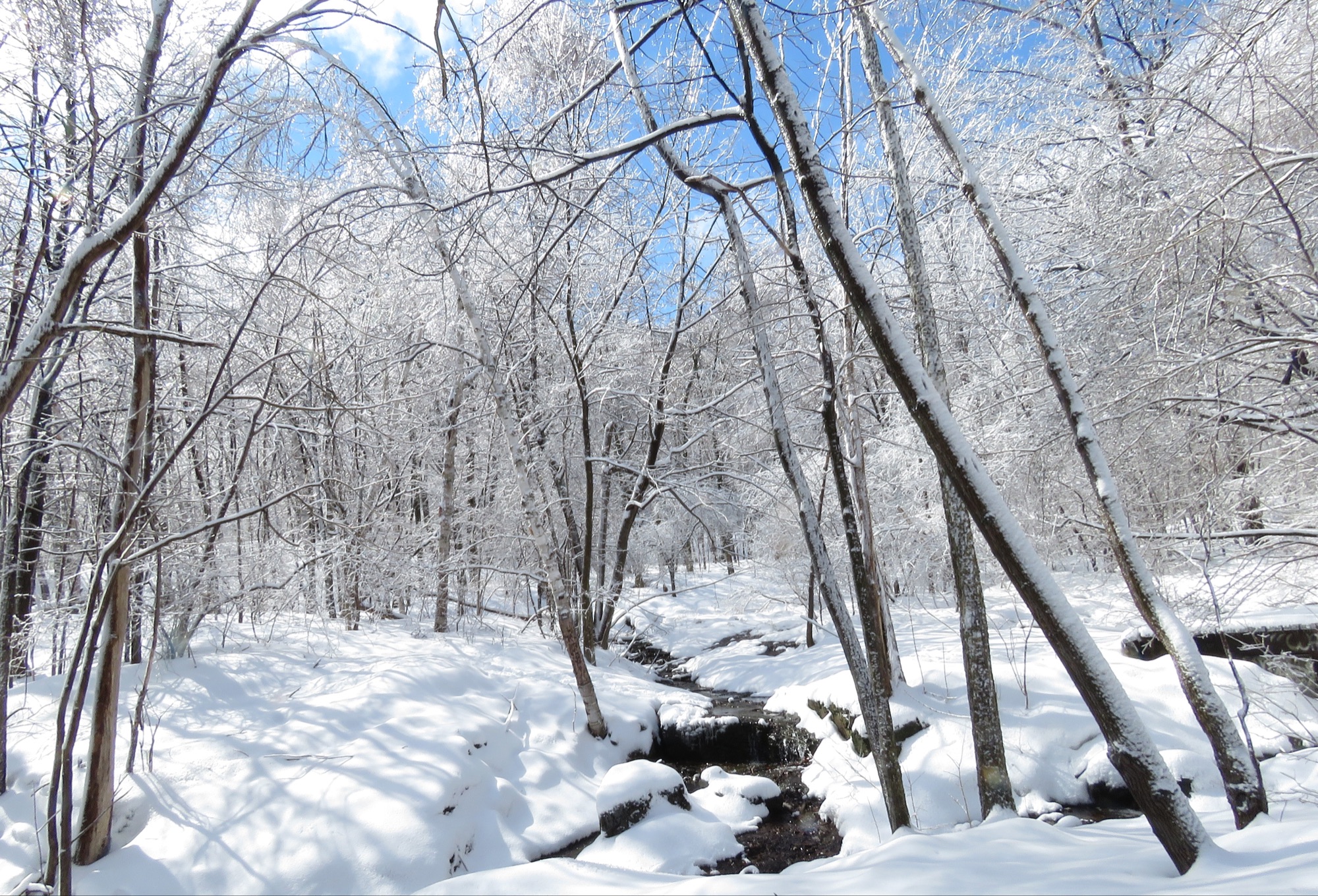 Snowshoe Tour : A Winter Wonderland