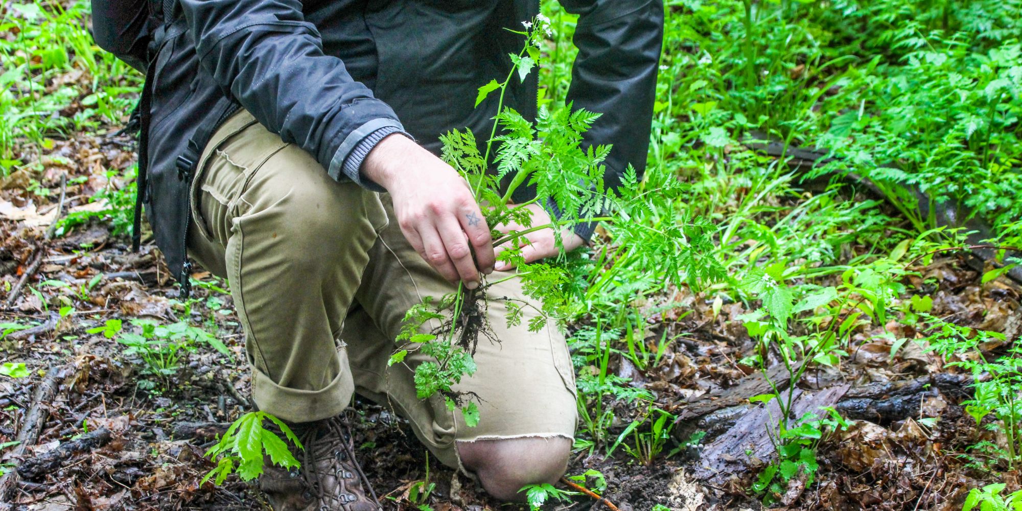 Invasive Species Control