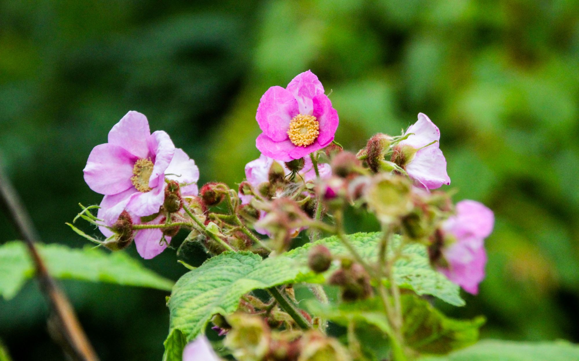 Shinrin Yoku: La floraison des sous-bois du mont Royal