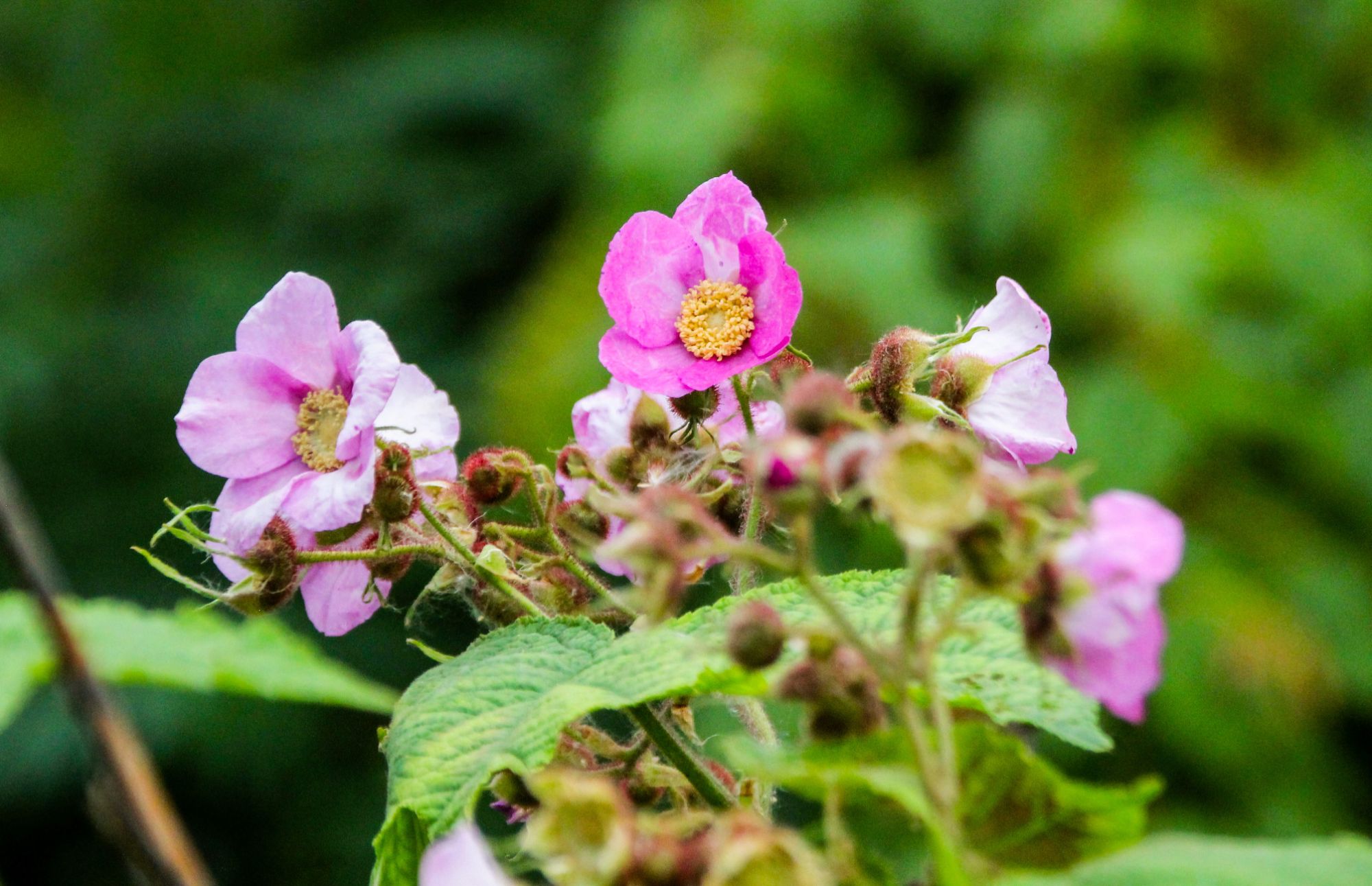 Shinrin Yoku: The Blooming of Mount Royal’s Understory