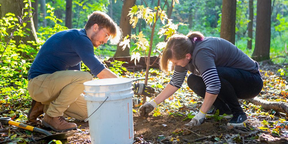 Native Tree and Shrub Planting