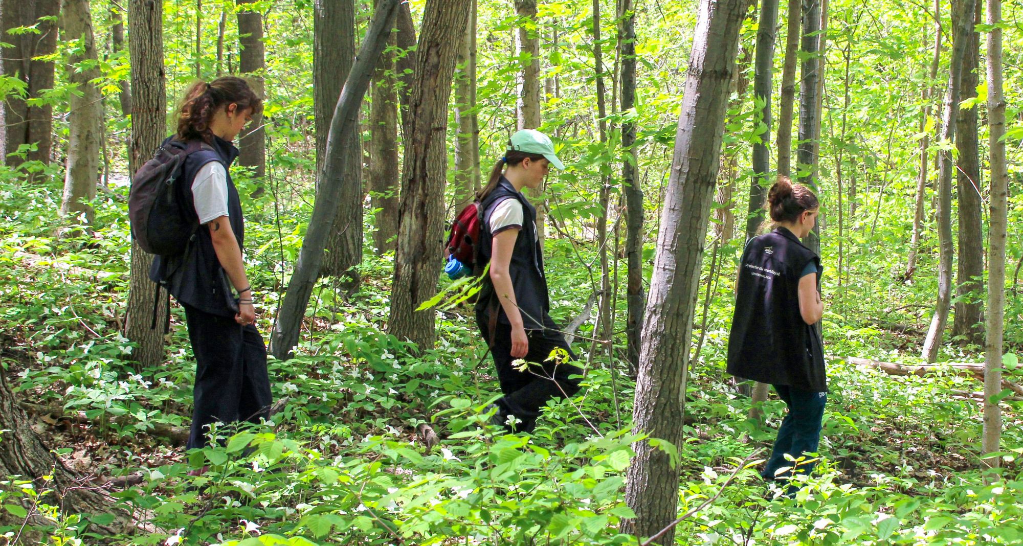 Le bois Summit, bijou caché de la montagne