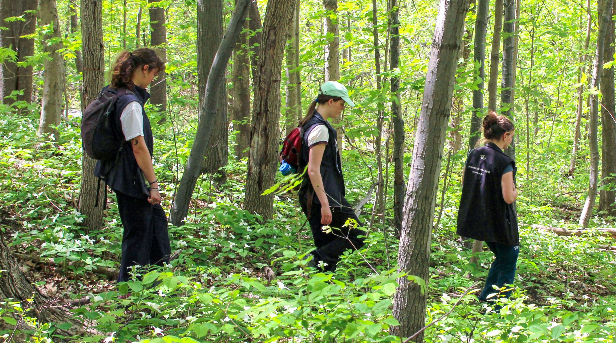 Summit Woods, the Mountain’s Hidden Gem