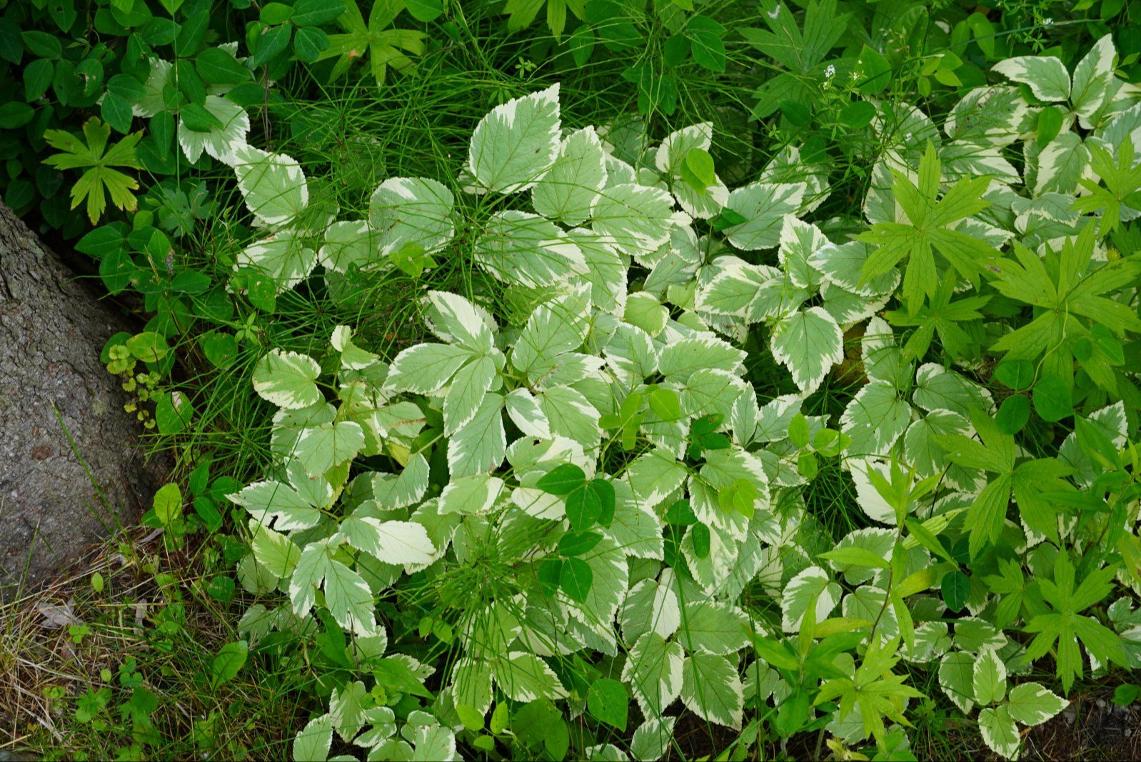 Invasive species control: Goutweed