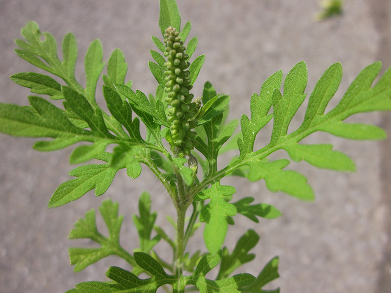 Contrôle d'espèce nuisible: Herbe à poux