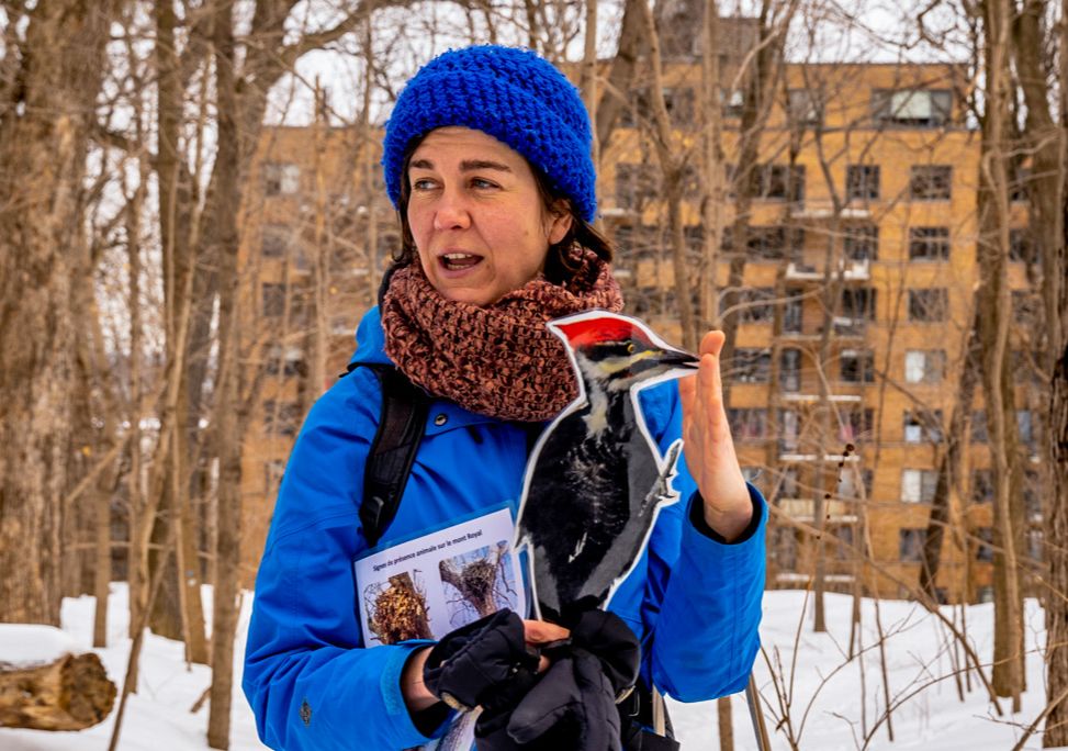 Bird Watching, It’s a Hoot!