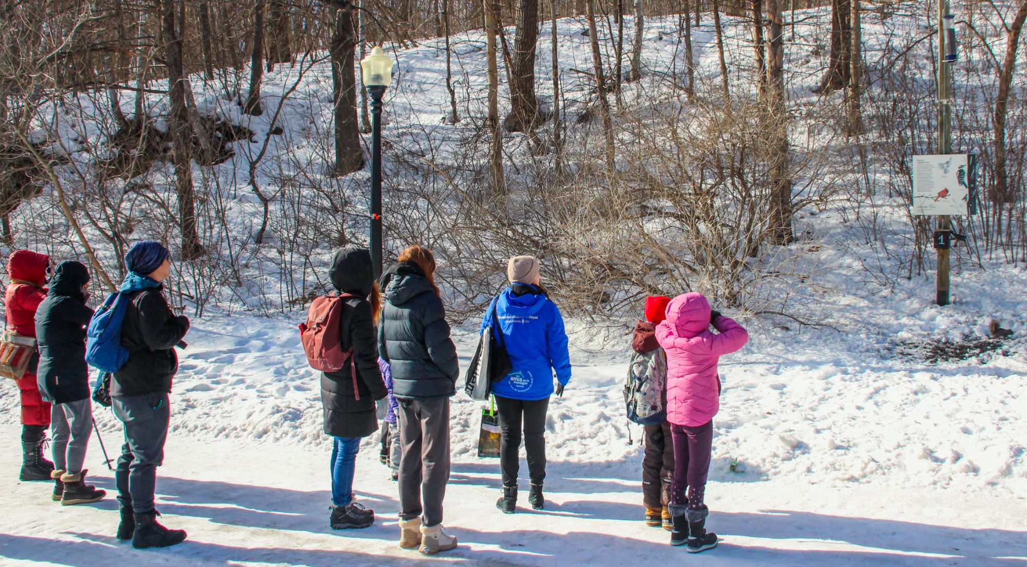Discover the Birds of Mount Royal