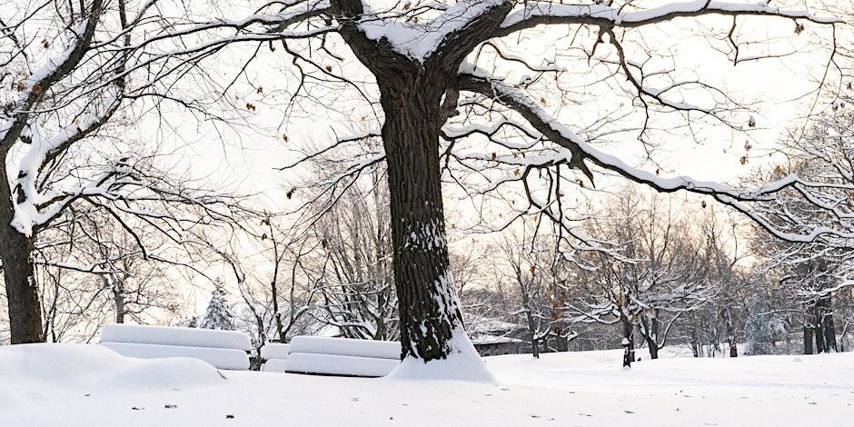 Shinrin Yoku Walk: Au coeur de l’hiver