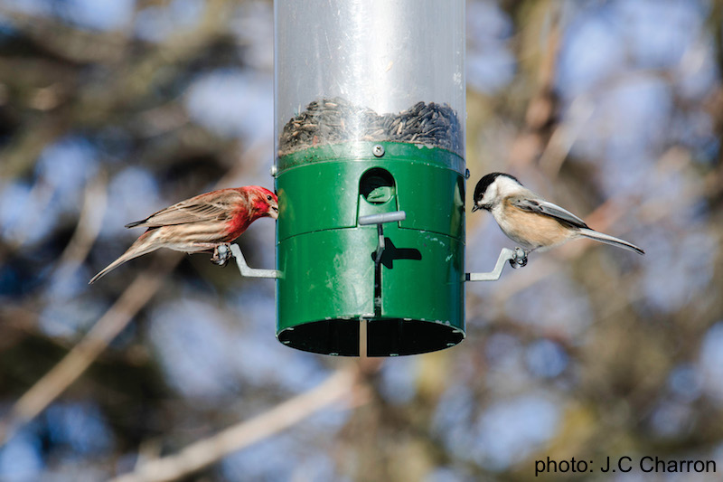 Bird Feeder Circuit