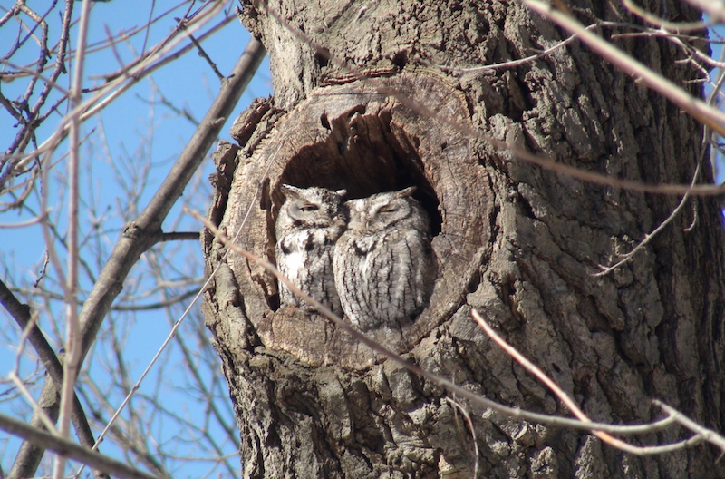 Project Feederwatch Les Amis De La Montagne