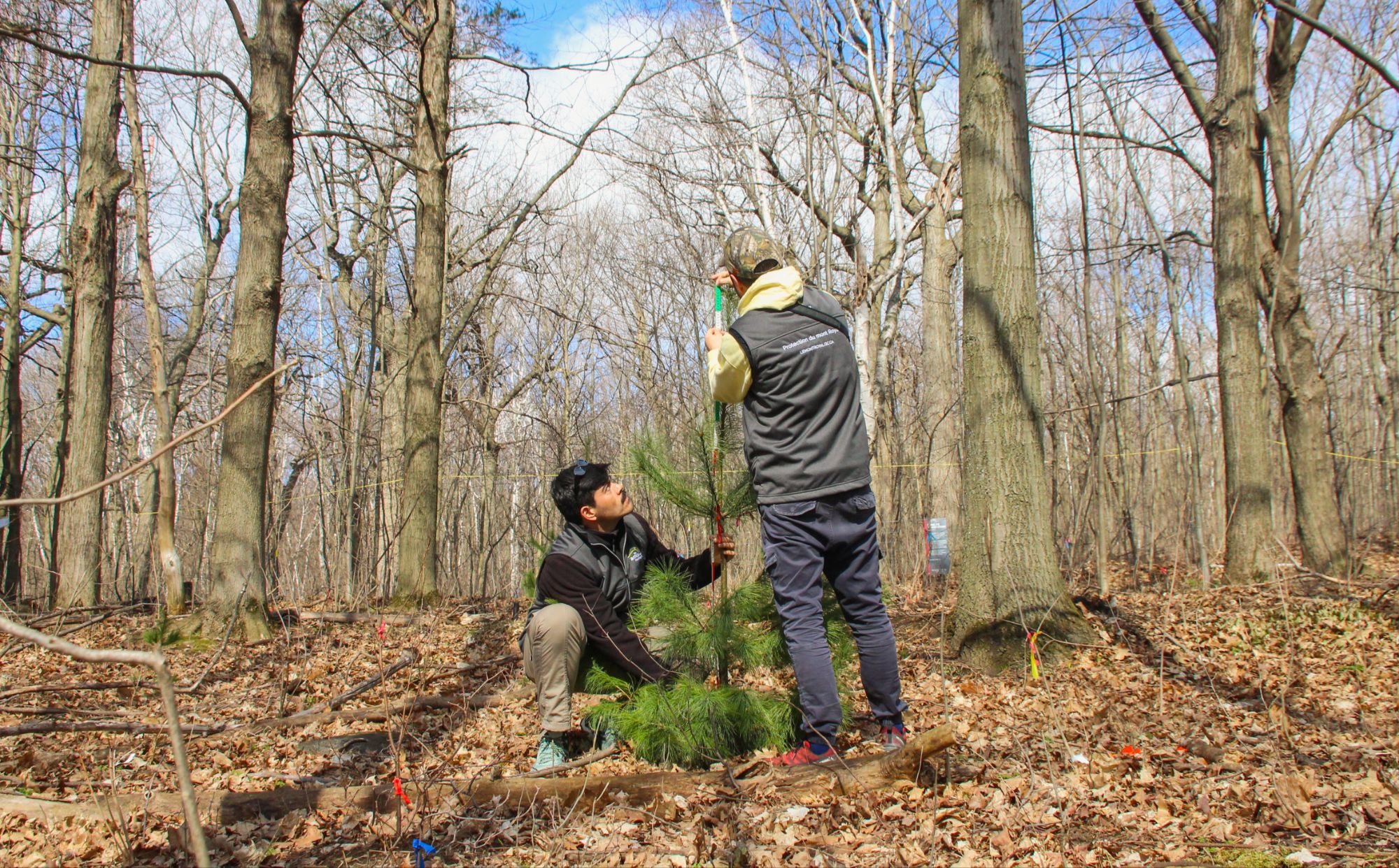 Plantation follow-up