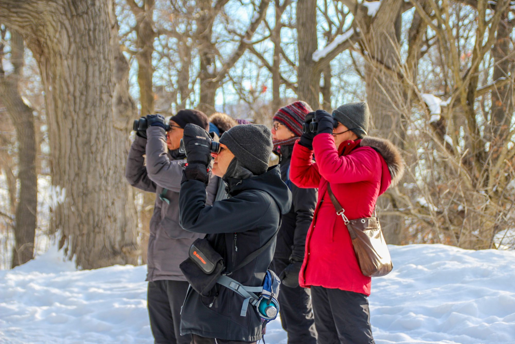 Formation Feederwatch