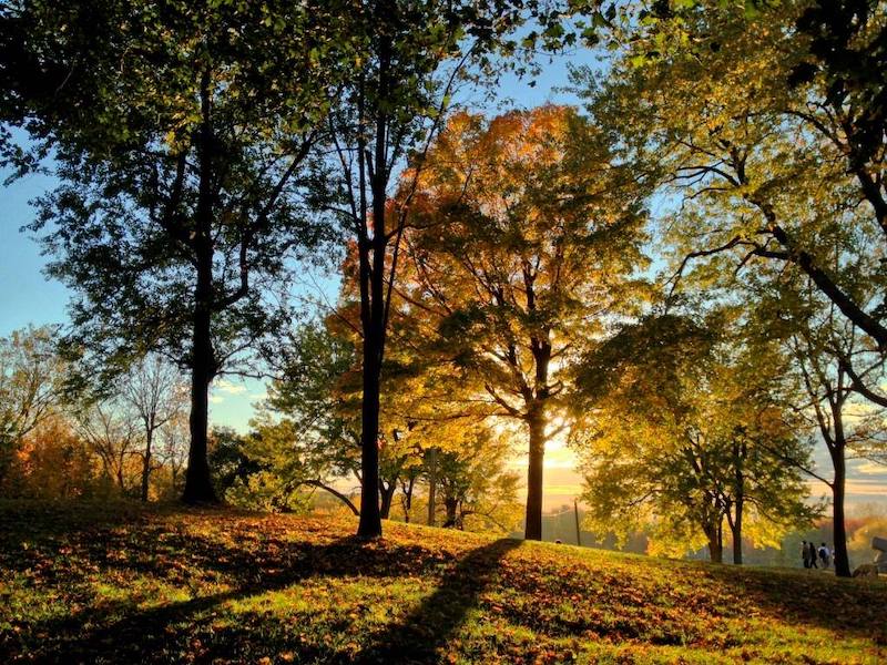 Randonnée guidée : Montée au coeur de la forêt du mont Royal