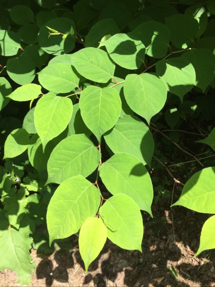 Invasive species control: Japanese knotweed