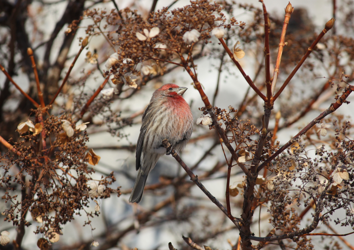 Project FeederWatch - Training - Saturday, December 11, 10:00 , in French