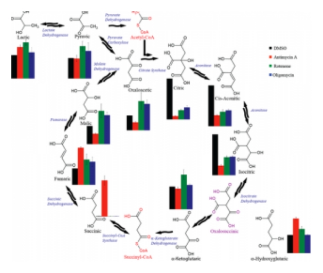 Citric Acid Cycle Intermediates