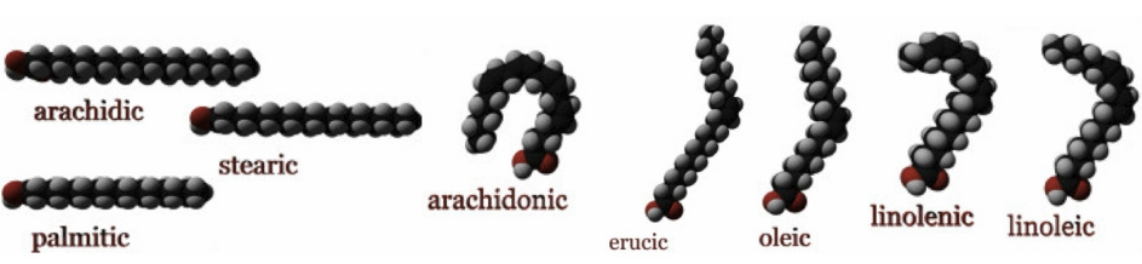 Free or Total Fatty Acids