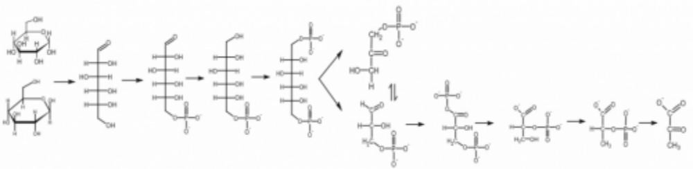 Glycolytic Intermediates