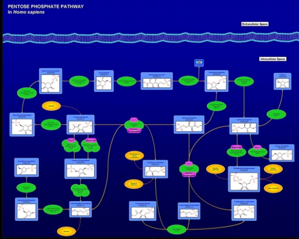 Pentose Phosphate Pathway