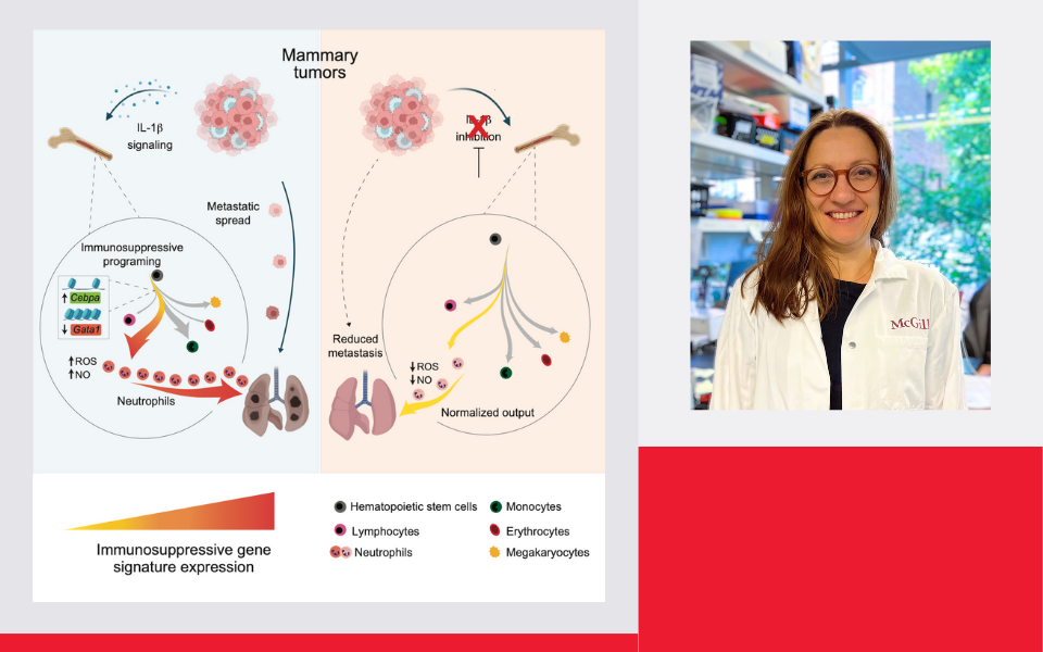 Signaux longue distance et métastases de cancer du sein : une histoire de neutrophiles
