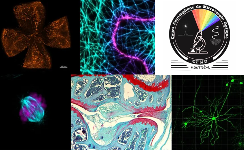 Cours Francophone de Microscopie Optique (CFMO)