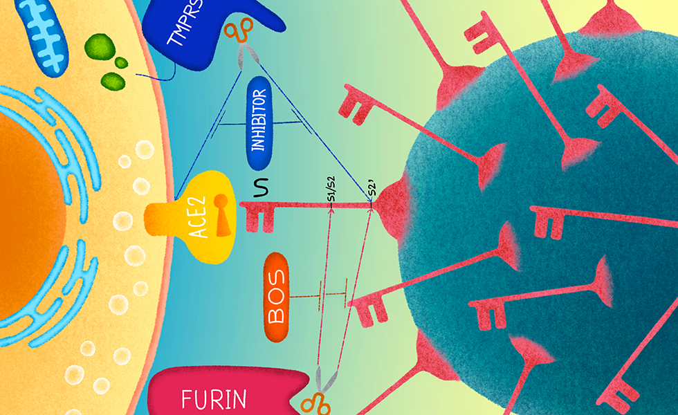 Understanding COVID-19 : a major breakthrough thanks to the work of Drs. Seidah and Cohen