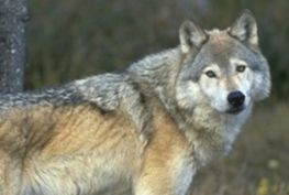 Articles - Image d'intro