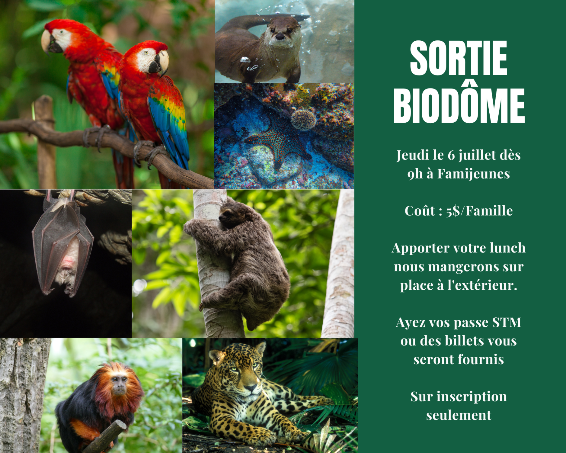 SOS labyrinthe été 2026