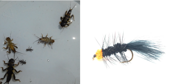 CUEILLETTE ENTOMOLOGIQUE ET MONTAGE DE MOUCHE