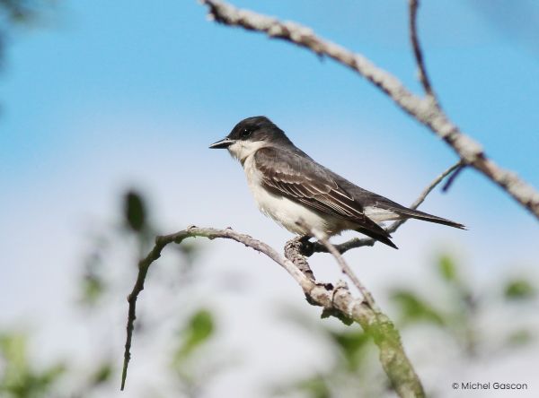 Le Relevé des oiseaux nicheurs : un programme de science citoyenne fondamental pour la conservation