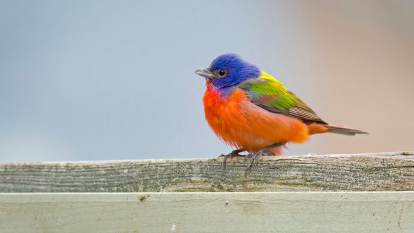 Les oiseaux vagabonds : dynamique des tracés aberrants de la faune aviaire