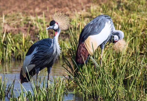 La richesse du Kenya: récit d'un voyage ornithologique de trois semaines