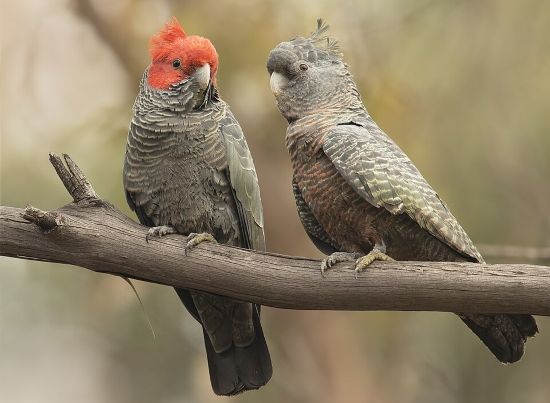 Australie, une histoire de retrouvailles et d'adieux